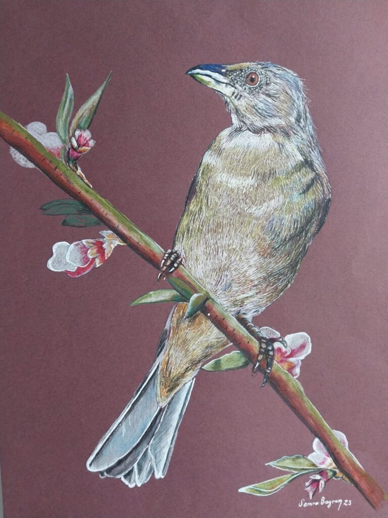 Semra Bayram Kağıt Kurukalem 30×40-4