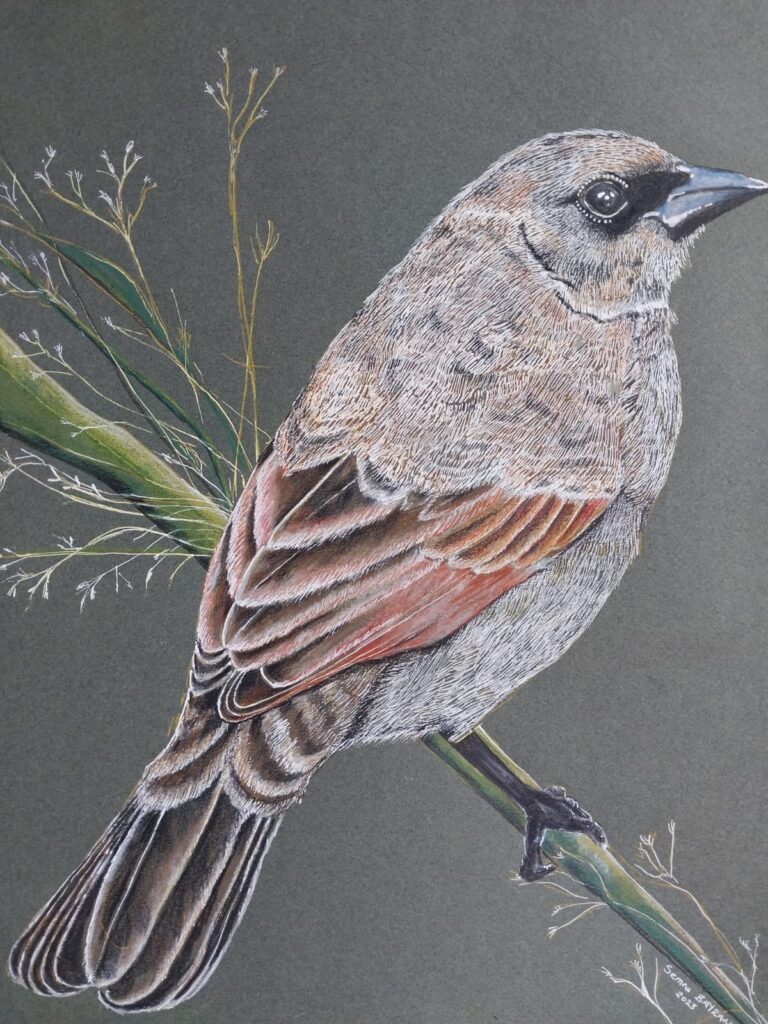 Semra Bayram Kağıt Kurukalem 30×40-5