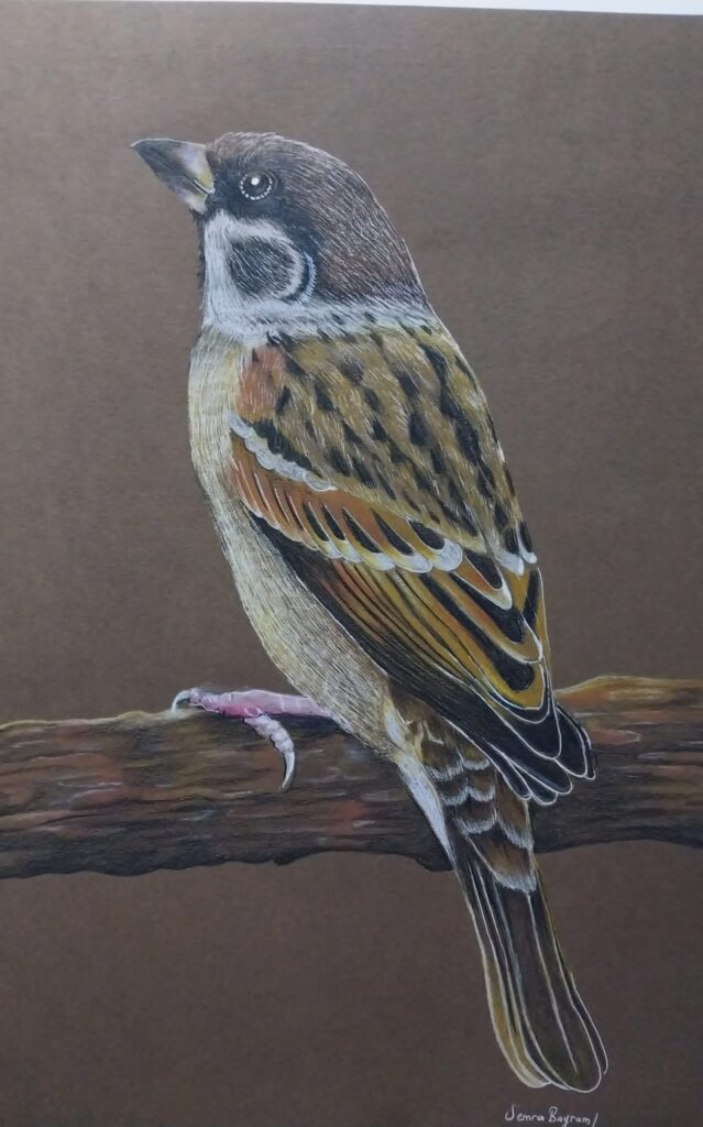 Semra Bayram Kağıt Kuruboya 35×50-1