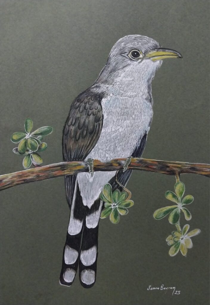 Semra Bayram Kağıt Kuruboya 35×50-10