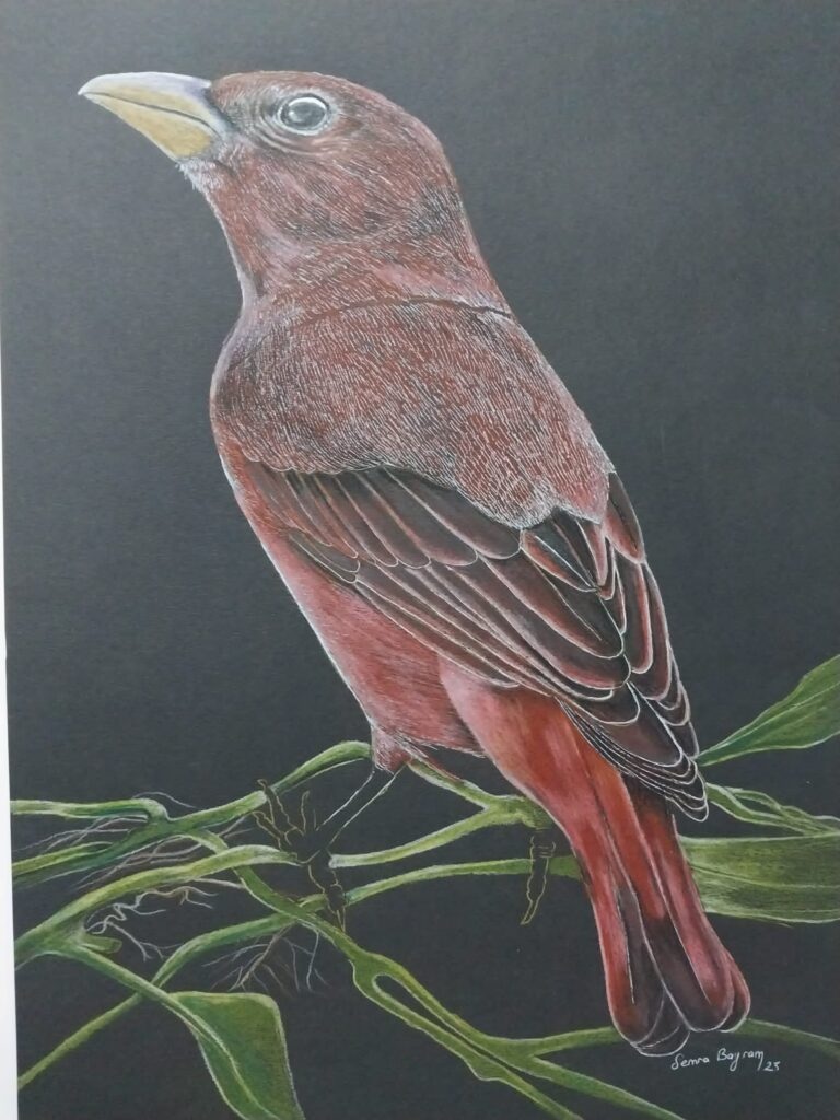 Semra Bayram Kağıt Kuruboya 35×50-3