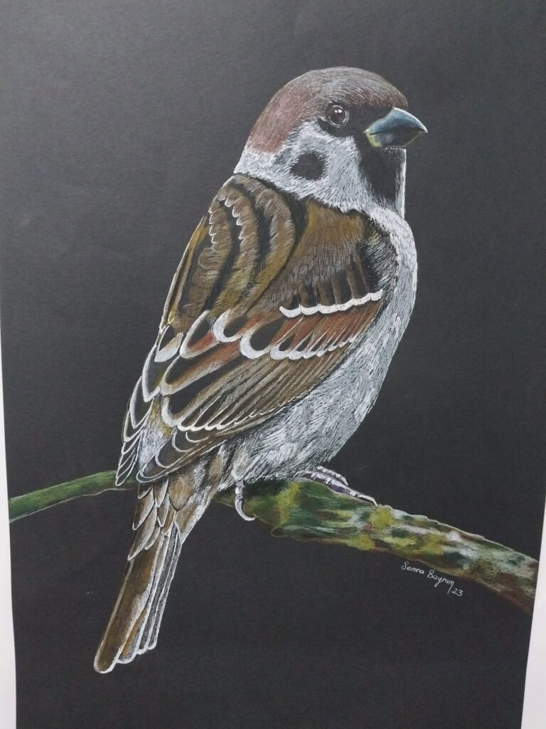 Semra Bayram Kağıt Kuruboya 35×50-4