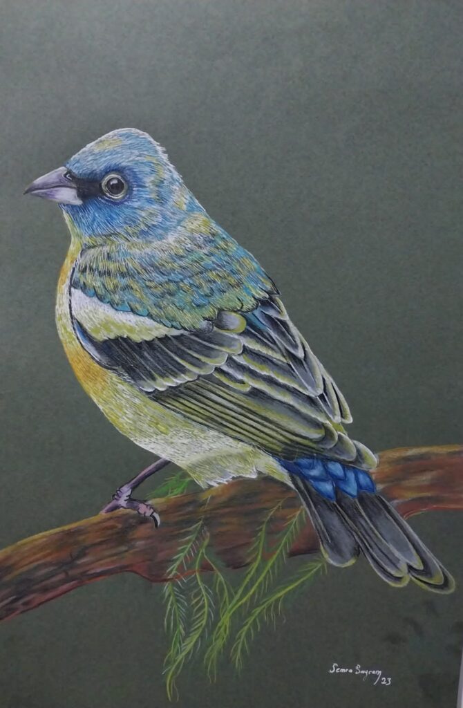 Semra Bayram Kağıt Kuruboya 35×50-7