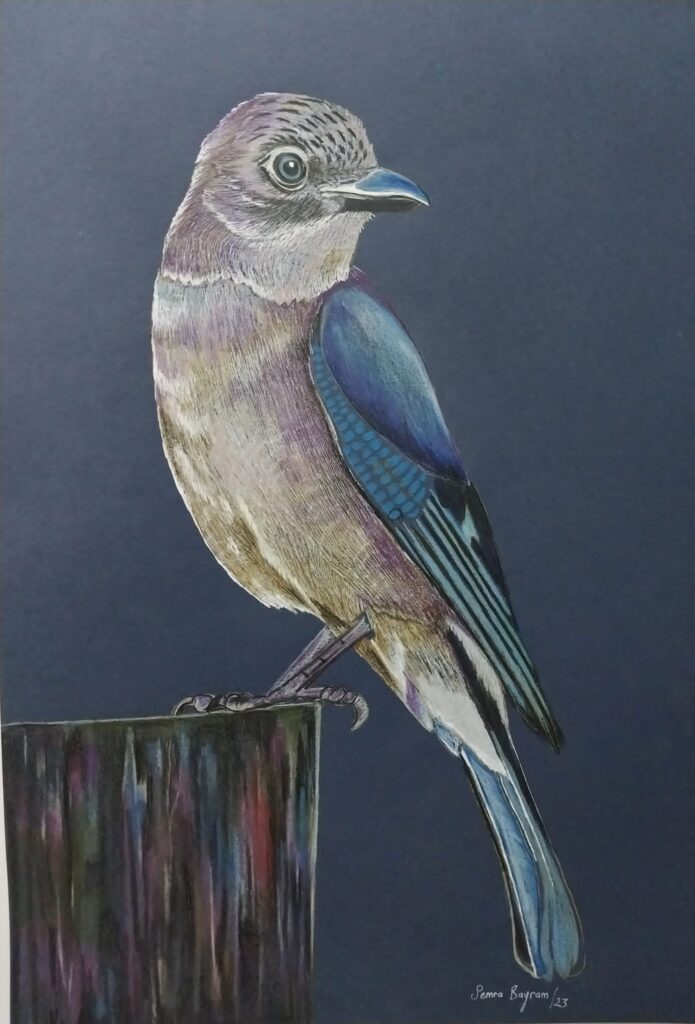 Semra Bayram Kağıt Kuruboya 35×50-8