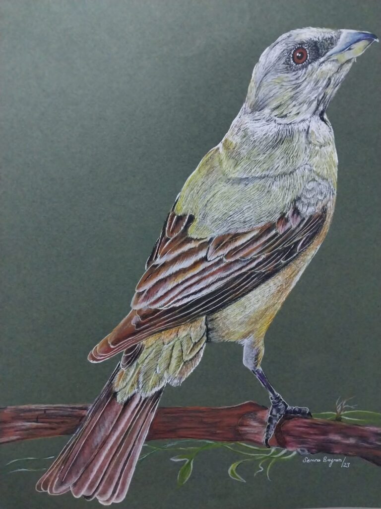 Semra Bayram Kağıt Kuruboya 35×50-9